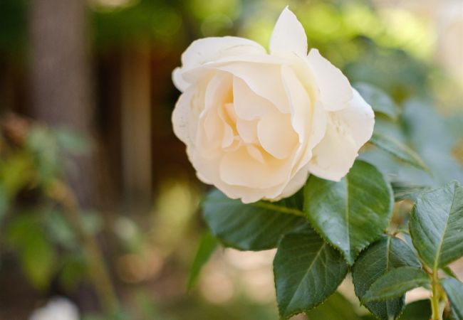 Villa in Pernes les Fontaines - Maison Caroline Villa in Pernes les Fontaines - Maison Caroline